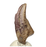 J278 - Top Rare Killer Unidentified Theropod Dinosaur Claw - Lower Cretaceous Elrhaz Fm