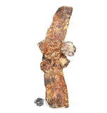 20189 - Rare Huge Jurassic Megalosaurid Theropod Dinosaur Dorsal Vertebra Bone