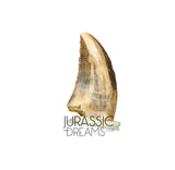 S73 - Top Rare Acheroraptor temertyorum (Dromaeosaurid Raptor Theropod) Dinosaur Tooth - Hell Creek Formation