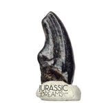 J140 - Top Rare Alvarezsaurid Theropod Dinosaur Claw - Lower Cretaceous Elrhaz Fm