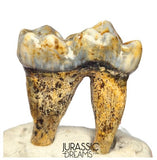 S341 - Gem Grade Ice Age Cave Bear (Ursus spelaeus) Lower Dentary Molar Tooth (M1)
