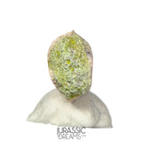 S164 - Large Majungasaurus crenatissimus Abelisaurid Dinosaur Tooth with Unusual Green Sandstone matrix on its base