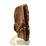 J490 - Large Edmontosaurus Hadrosaurid "duck-billed" Ornithopod Dinosaur Tooth - Lance Creek Fm