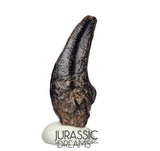J196 - Top Rare Killer Theropod (cf Alvarezsaurid) Dinosaur Manus Claw - Lower Cretaceous Elrhaz Fm