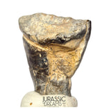 S504 - Top Huge Ouranosaurus nigeriensis Basal Hadrosaurid Dinosaur Tooth - Cretaceous Elrhaz Fm