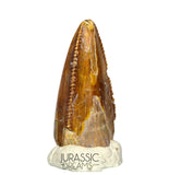 S69 - Top Rare Majungasaurus crenatissimus Abelisaurid Dinosaur PREMAXILLARY Tooth