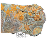 S173 - Museum Grade Ordovician Aged Brittle Stars (Ophiura sp) Mortality Plate