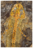 J567 - Museum Grade Rare Jeholotriton paradoxus - Primitive Jurassic Salamander - Daohugou Beds