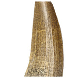 S157 -Finest Quality Suchomimus tenerensis Spinosaurid Dinosaur Tooth WITH VISIBLE CARINA