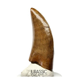 J566 - Tyrannosaur Dinosaur Tooth - Nanotyrannus sp - Late Cretaceous - Lance Creek Fm