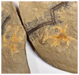 C15 - Finest Grade Soft Bodied Marrellomorph Furca mauretanica Associated with Euloma Trilobite Ordovician Fezouata