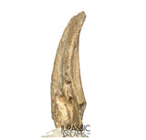 J410 - Museum Grade Ornithocheirid Pterosaur Claw - Lower Cretaceous Elrhaz Fm