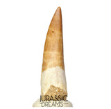 S328 - Stunning Large Zarafasaura oceanis (Elasmosaur) Partially Rooted Tooth - Late Cretaceous