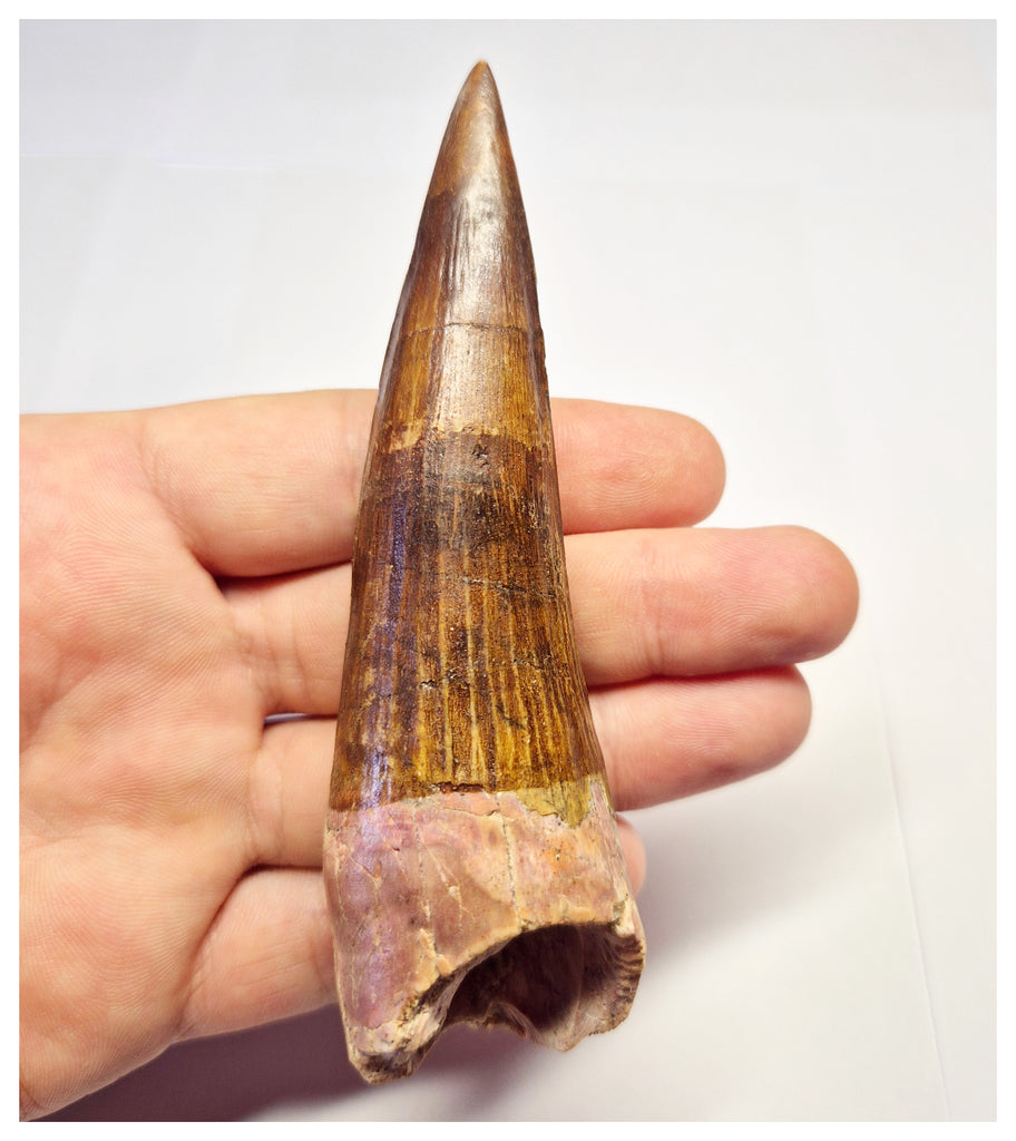 1368 - Huge Spinosaurus aegyptiacus Dinosaur Tooth - Cretaceous KemKem Beds