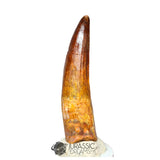 20115 - Gem Grade Spinosaurus aegyptiacus Dinosaur Tooth - Cretaceous KemKem Beds