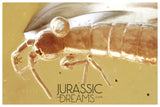 J13 - Large Nice SPRINGTAIL Collembola Fossil Inclusion Genuine BALTIC AMBER + HQ Picture