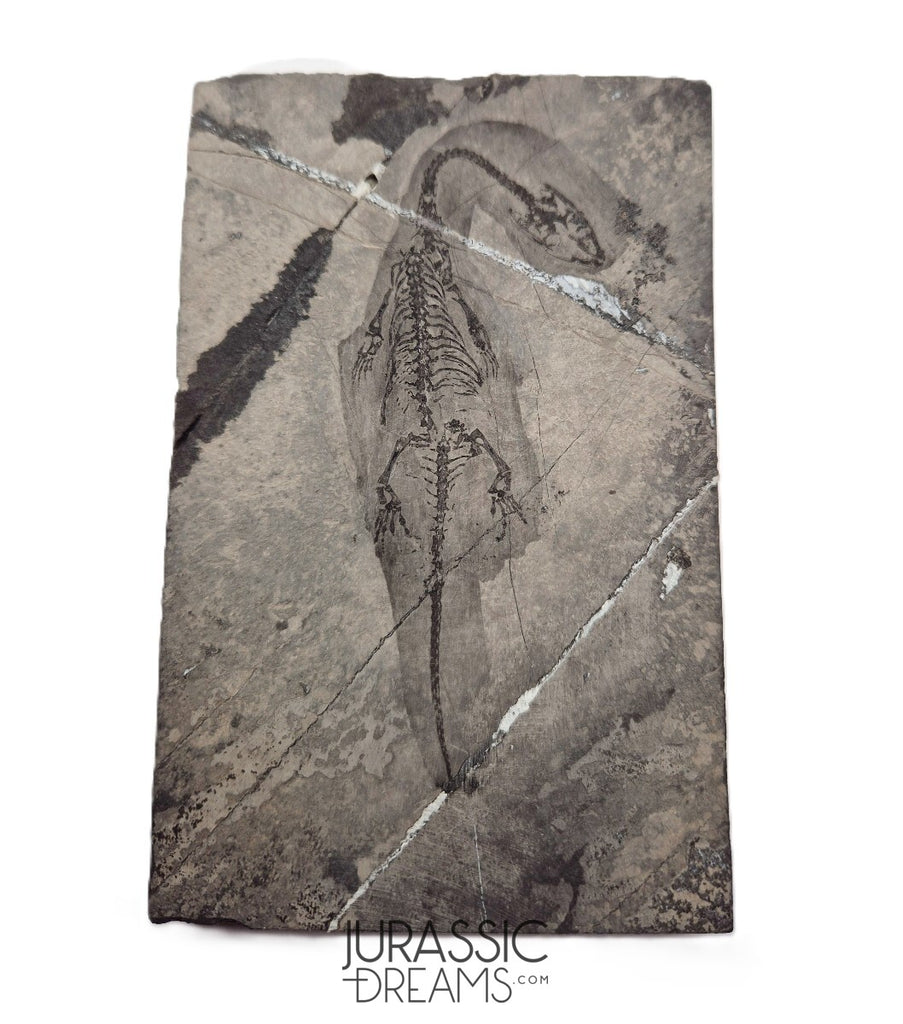 S181 - Top Well Preserved Keichousaurus hui Early Triassic Marine Reptile