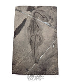 S181 - Top Well Preserved Keichousaurus hui Early Triassic Marine Reptile