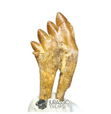 20245 - Nicely Preserved Basilosaurus (Whale Ancestor) Molar Rooted Tooth IN CATAWIKI AUCTION NOW