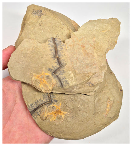 C15 - Finest Grade Soft Bodied Marrellomorph Furca mauretanica Associated with Euloma Trilobite Ordovician Fezouata