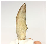 1325 - Rare Afrovenator abakensis Megalosaurid Dinosaur Tooth Jurassic Tiouraren Fm