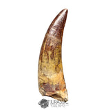 20426- Nicely Preserved Suchomimus tenerensis Dinosaur Tooth IN CATAWIKI AUCTION NOW