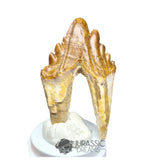20231 - Nicely Preserved Basilosaurus (Whale Ancestor) Molar Rooted Tooth IN CATAWIKI AUCTION NOW