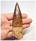 1367 - Huge Spinosaurus aegyptiacus Dinosaur Tooth - Cretaceous KemKem Beds