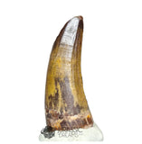 20257 - Nicely Preserved Suchomimus tenerensis Dinosaur Tooth IN CATAWIKI AUCTION NOW