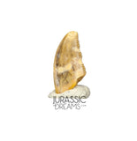 S72 - Exceedingly Rare Zapsalis abradens (Dromaeosaurid Raptor Theropod) Dinosaur Tooth - Judith River Fm