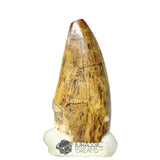 20300 - Nicely Preserved Afrovenator abakensis Megalosaurid Dinosaur Tooth IN CATAWIKI AUCTION NOW