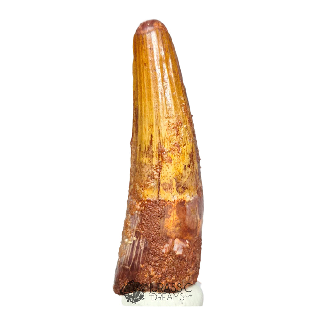 20211 - Nicely Preserved Large Spinosaurus aegyptiacus Dinosaur Tooth IN CATAWIKI AUCTION NOW