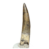 S65 - Finest Quality Suchomimus tenerensis Spinosaurid Dinosaur Tooth