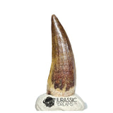 20500- Nicely Preserved Suchomimus tenerensis Dinosaur Tooth