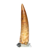 20207 - Nicely Preserved Large Spinosaurus aegyptiacus Dinosaur Tooth IN CATAWIKI AUCTION NOW
