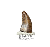 S91 - Nicely Preserved Dromaeosaurid Raptor Theropod Dinosaur Tooth - Judith River Fm