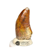20370 - Nicely Preserved Afrovenator abakensis Megalosaurid Dinosaur Tooth IN CATAWIKI AUCTION NOW
