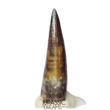 S388 - Finest Quality Suchomimus tenerensis Spinosaurid Dinosaur Tooth WITH VISIBLE CARINA