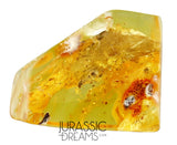 J39 - ANT Formicidae Fossil Inclusion Genuine BALTIC AMBER + HQ Picture