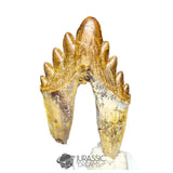 20125 - Outstanding Huge Basilosaurus (Whale Ancestor) Molar Rooted Tooth IN CATAWIKI AUCTION NOW