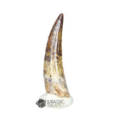 20294- Nicely Preserved Suchomimus tenerensis Dinosaur Tooth IN CATAWIKI AUCTION NOW