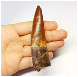 1317 - Gem Grade Spinosaurus aegyptiacus Dinosaur Tooth - Cretaceous KemKem Beds
