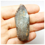 1352 - Huge Jobaria Sauropod Dinosaur Tooth Jurassic Tiouraren Fm