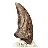 S520 - Museum Grade Rare Abelisaurid Dinosaur (cf Kryptops) Foot Claw - Elrhaz Fm