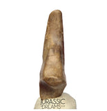 J278 - Top Rare Killer Unidentified Theropod Dinosaur Claw - Lower Cretaceous Elrhaz Fm