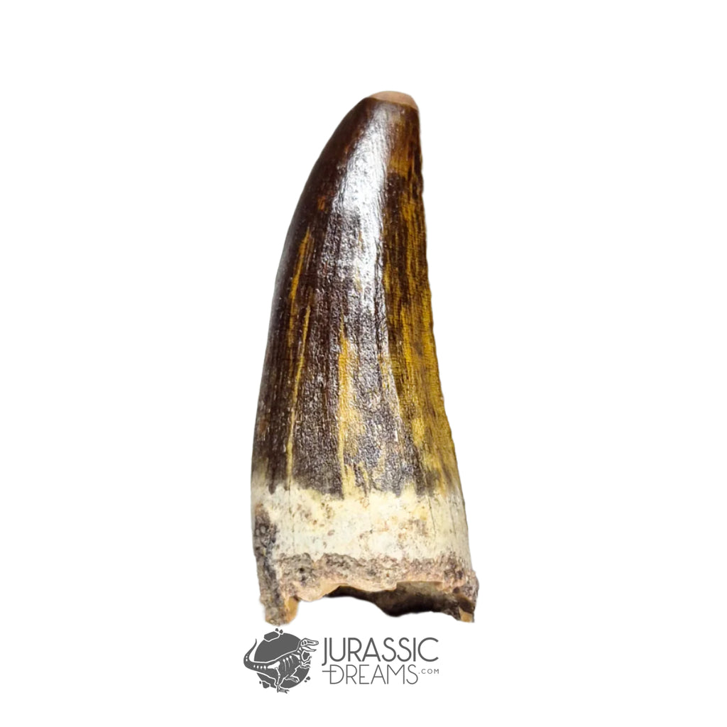 20129 - Nicely Preserved Suchomimus tenerensis Dinosaur Tooth IN CATAWIKI AUCTION NOW