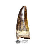 20129 - Nicely Preserved Suchomimus tenerensis Dinosaur Tooth IN CATAWIKI AUCTION NOW