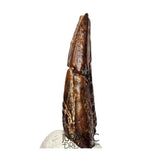 J115 - Top Rare Killer Alvarezsaurid Theropod Dinosaur Manus Claw - Lower Cretaceous Elrhaz Fm