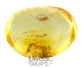 J33 - LEAFHOPPER Cicadellidae Cicada Fossil Inclusion Genuine BALTIC AMBER + HQ Picture