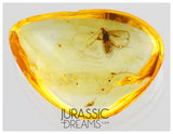 J41 - MOTH Lepidoptera Fossil Inclusion Genuine BALTIC AMBER + HQ Picture